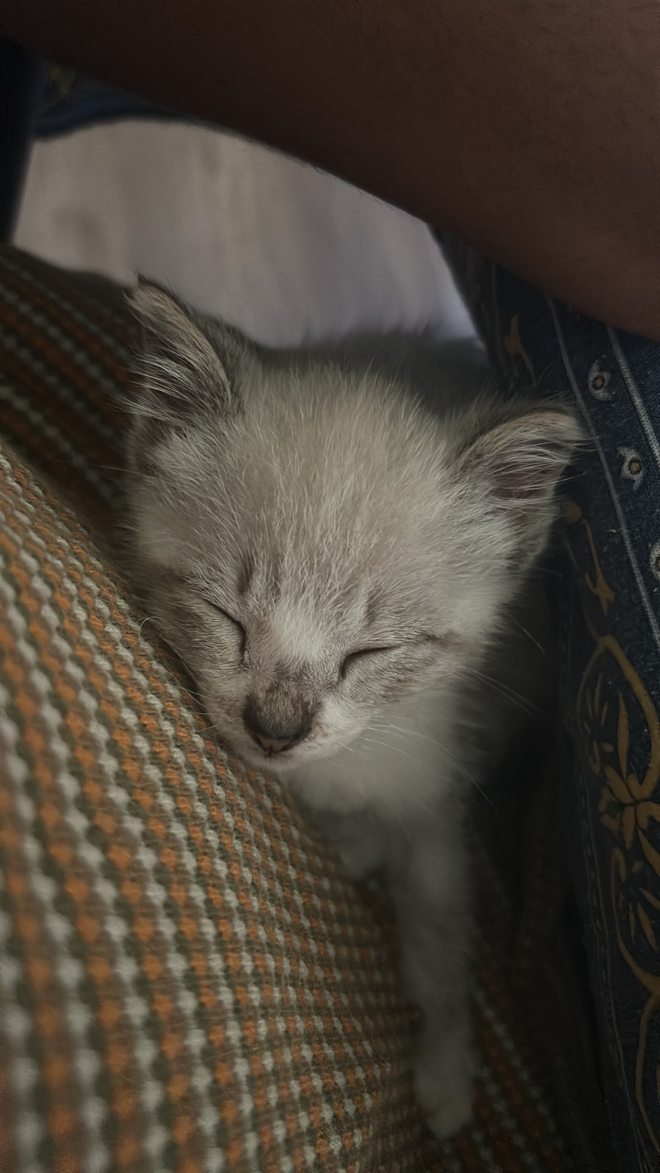 A Guide for First-Time Pet Owners: Embracing the Journey