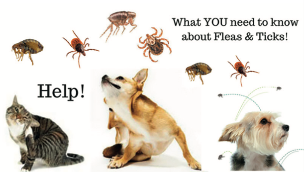 Diseases Transmitted by Fleas to Cats and Dogs