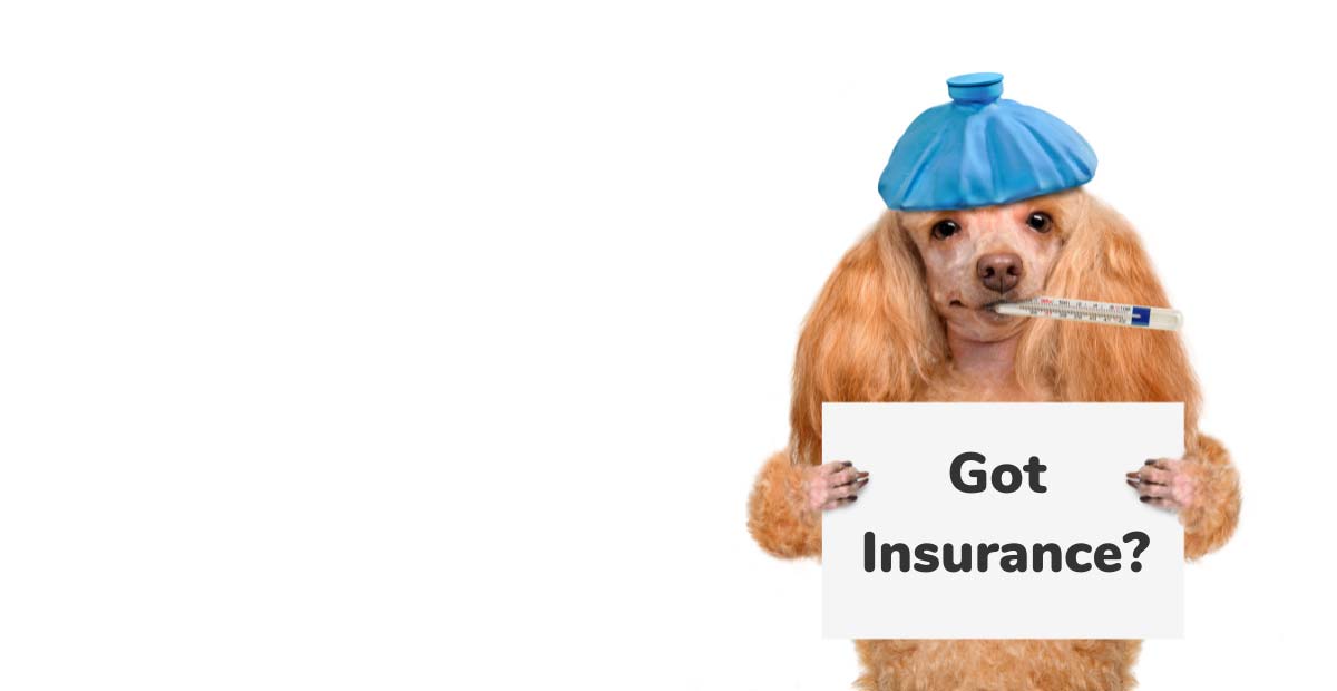 Pet Insurance: Why Every Pet Owner Needs It
