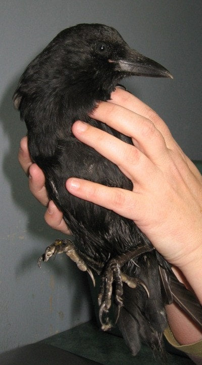 Can You Keep a Crow as a Pet? Everything You Need to Know