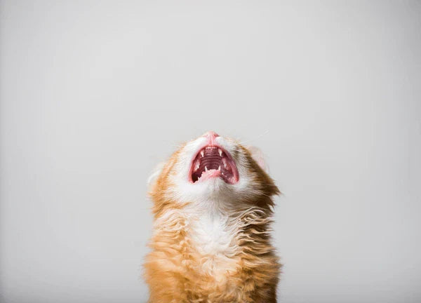 Why Does My Kitty Scream at Night? 6 Reasons and Proven Solutions