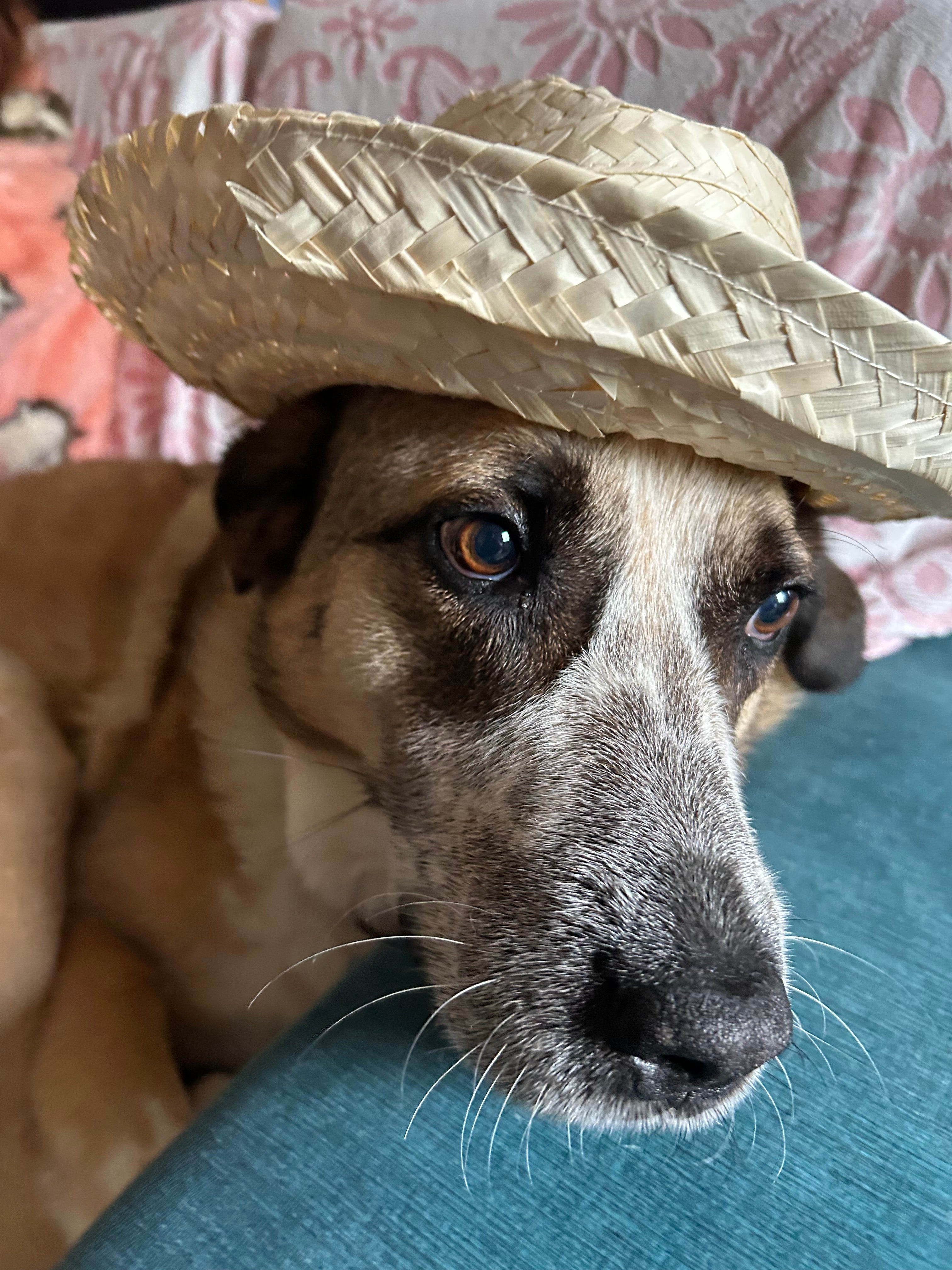 The Curious Case of Dogs That Snore: What You Need to Know