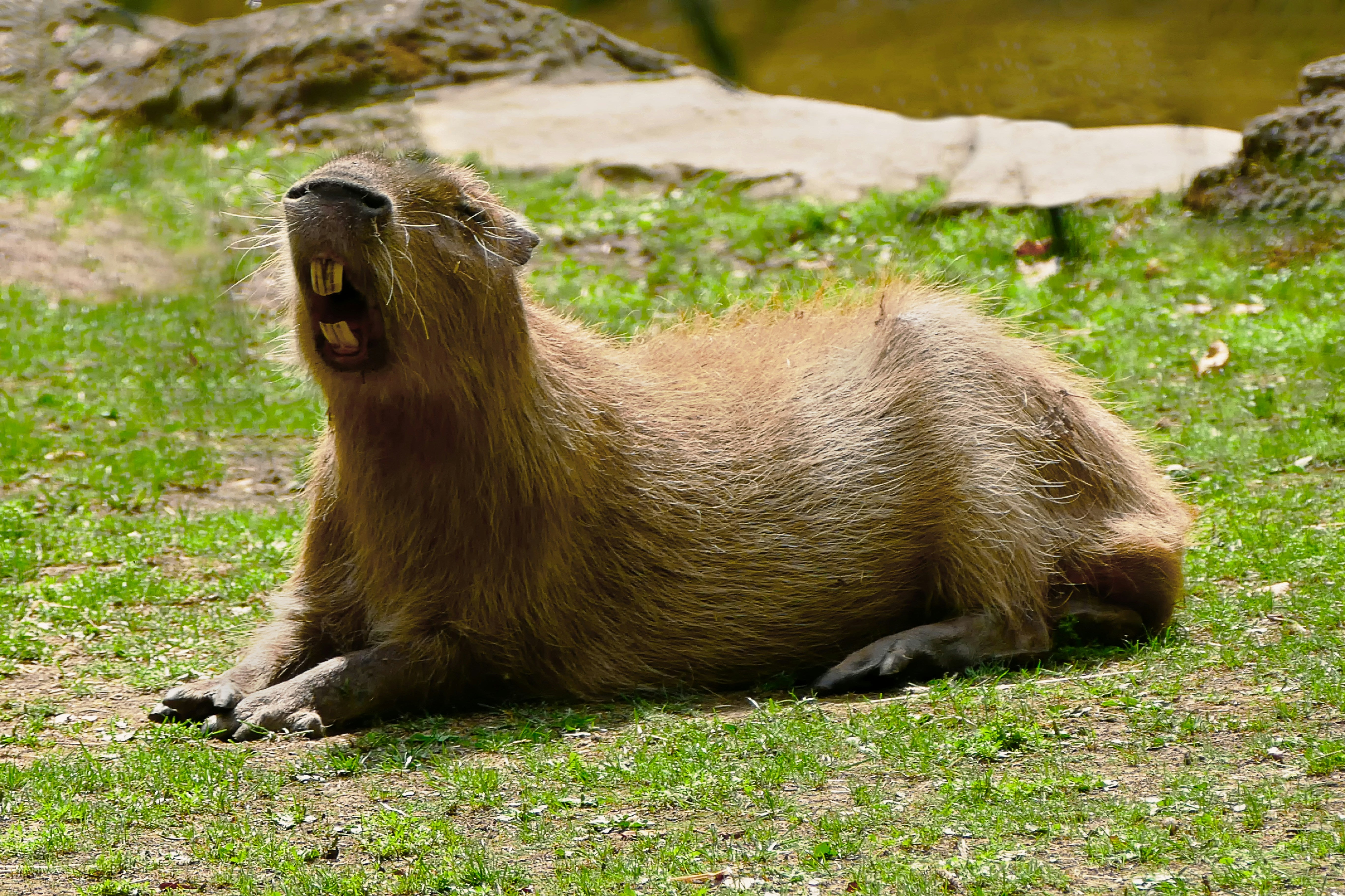 Capybaras as Pets: What You Need to Know