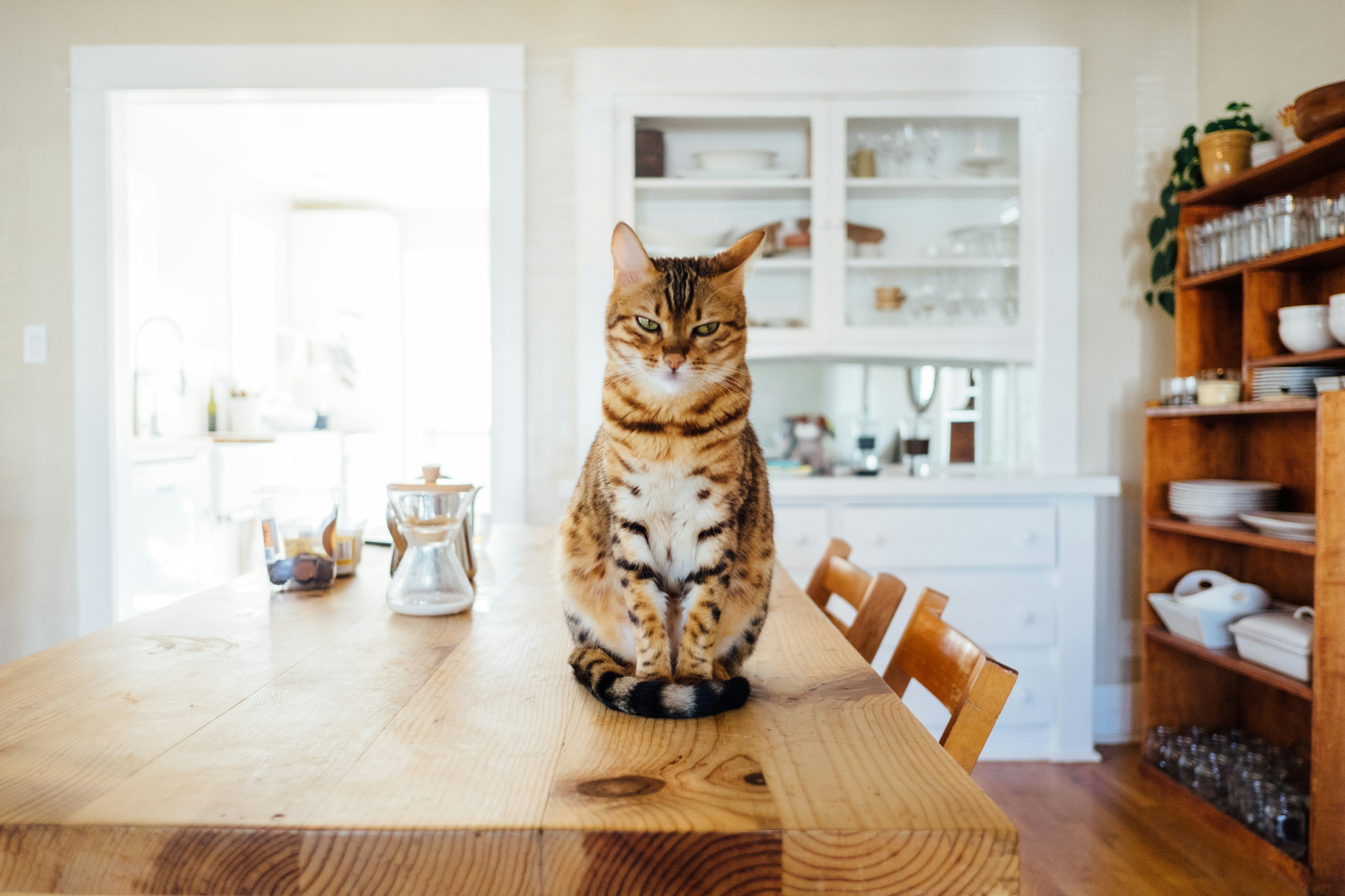 Understanding the Solitary Cat: What to Do When Your Cat Doesn’t Accept Other Cats