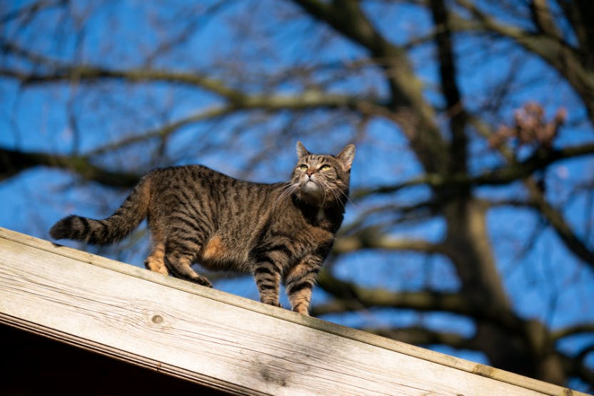 Should You Let Your Cat Outdoors? The Ultimate Safety Guide (2024)
