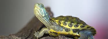 The Complete Guide to Keeping a Water Turtle at Home: Setup, Care & Cost
