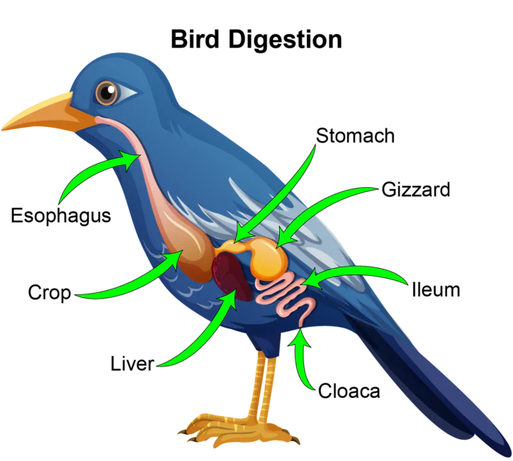 The Most Common Digestive Diseases in Birds: A Comprehensive Veterinary Guide