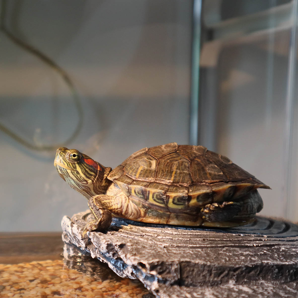 Adopting a Turtle: A Comprehensive Guide to a Rewarding Experience
