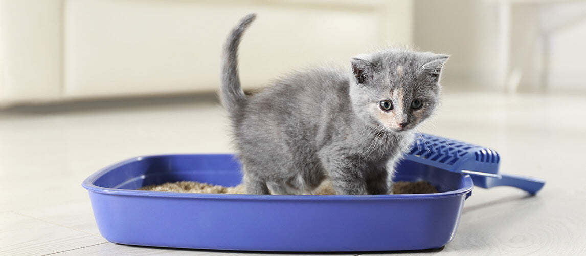 The Best Cat Litter for Odor Control in 2023: Keep Your Home Fresh and Clean