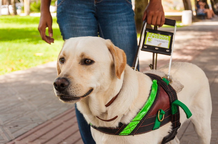 The Ultimate Guide to Guide Dogs: Training, Benefits, and How They Change Lives