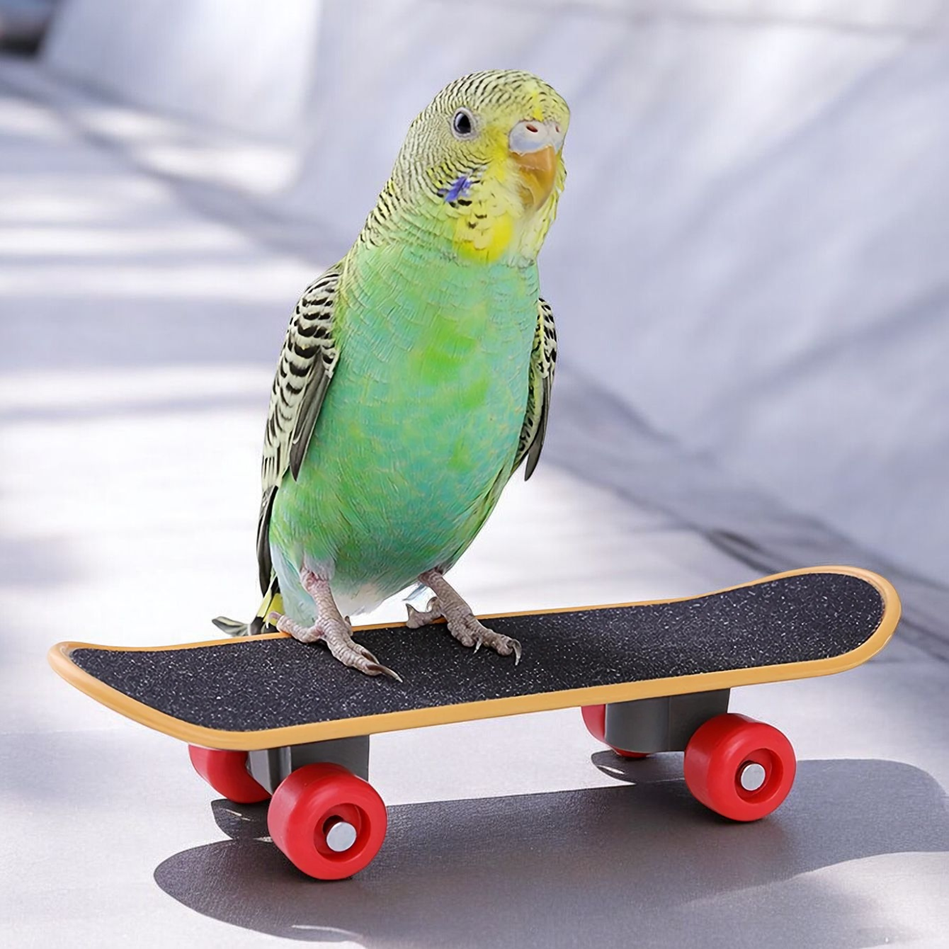 Bird Skateboard Toy