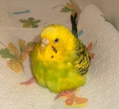 Caring for a Pregnant Pet Bird