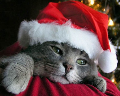 Creating the Perfect Christmas  Space for You and Your Cat