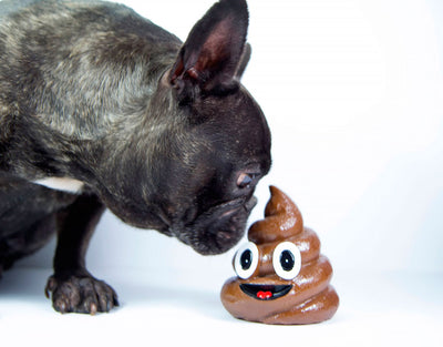 Why Dogs Eat Poop and How to Address It