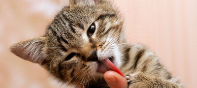 Understanding Feline Affection: Why Do Cats Lick You?