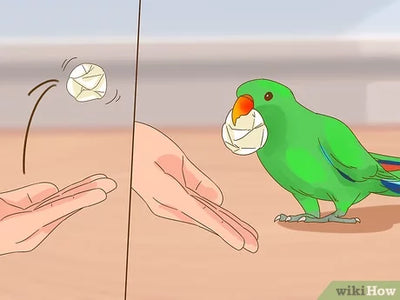 Games For Pet Birds : A few Tips that could Help you Today