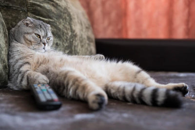 The Impact of Cats Television on Feline Behavior and Well-being