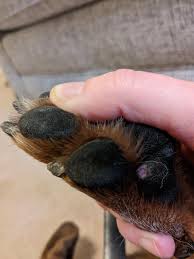 Dog Licking Paws Wound : Why They do That?