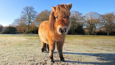 Top 10 Miniature Pony Breeds for Families