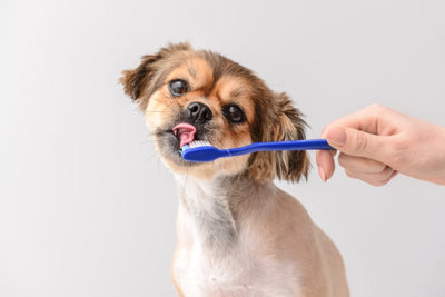 Dog Dental Cleaning? The Importance for Your Pet's Health