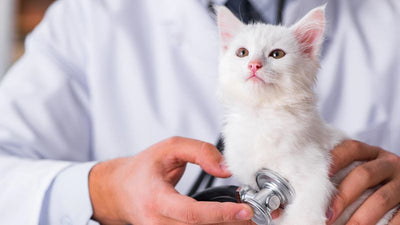 Understanding Feline Leukemia and AIDS