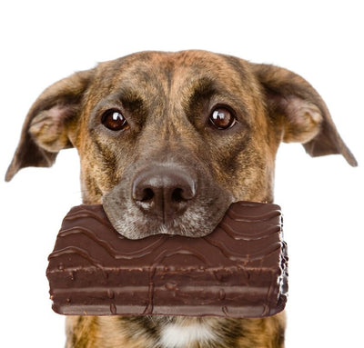 Does Pets allowed to eat chocolate?