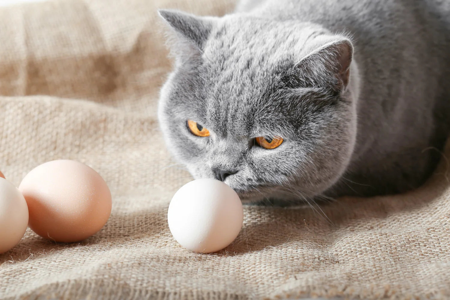 A Perfect Pair: Eggs and Pets - Nurturing Health and Happiness Together
