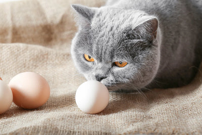 A Perfect Pair: Eggs and Pets - Nurturing Health and Happiness Together