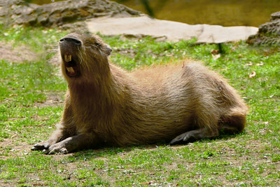 Capybaras as Pets: What You Need to Know