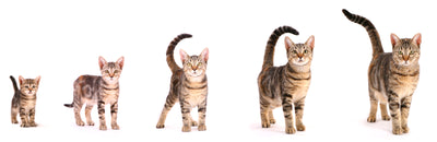 Understanding Age in Cats: A Guide for Cat Owners