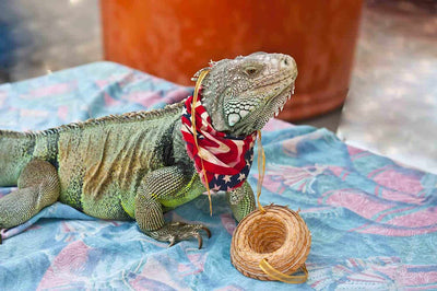 How to Teach Your Pet Reptile Basic Tricks: A Comprehensive Guide