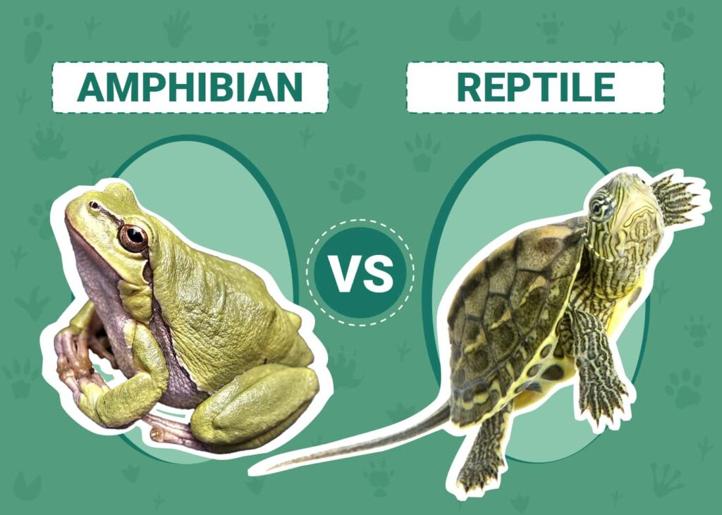 Understanding the Differences Between Reptiles and Amphibians: What you need to know
