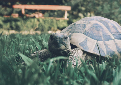 What You Should (and Should Not) Feed Your Pet Tortoise: A Comprehensive Guide