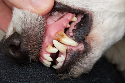 Understanding Tooth Loss in Dogs: My Experience with Tartar and Its Impact