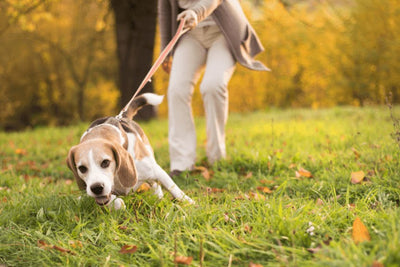 How to Stop Your Dog from Pulling on the Leash: Tips for a Peaceful Walk