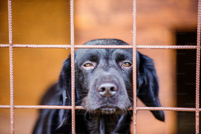 The Dark World of Illegal Dog Trafficking: Uncovering the Truth Behind This Cruel Trade  Illegal dog trafficking is a distressing reality in today’s world, where dogs are no longer seen as loyal companions but treated as products for profit.