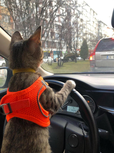 Why Do Cats Hate Car Rides? Understanding Your Feline Friend’s Fear of Driving