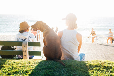 How to Build a Strong Bond with Your Dog: Tips for a Lifelong Friendship