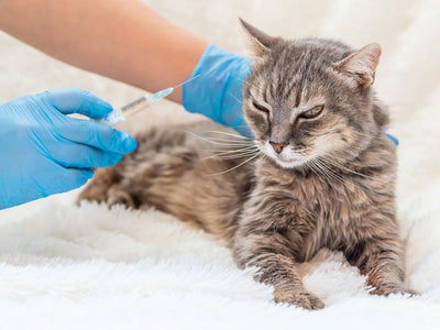 Understanding Diabetes in Pets: A Comprehensive Guide for Pet Owners