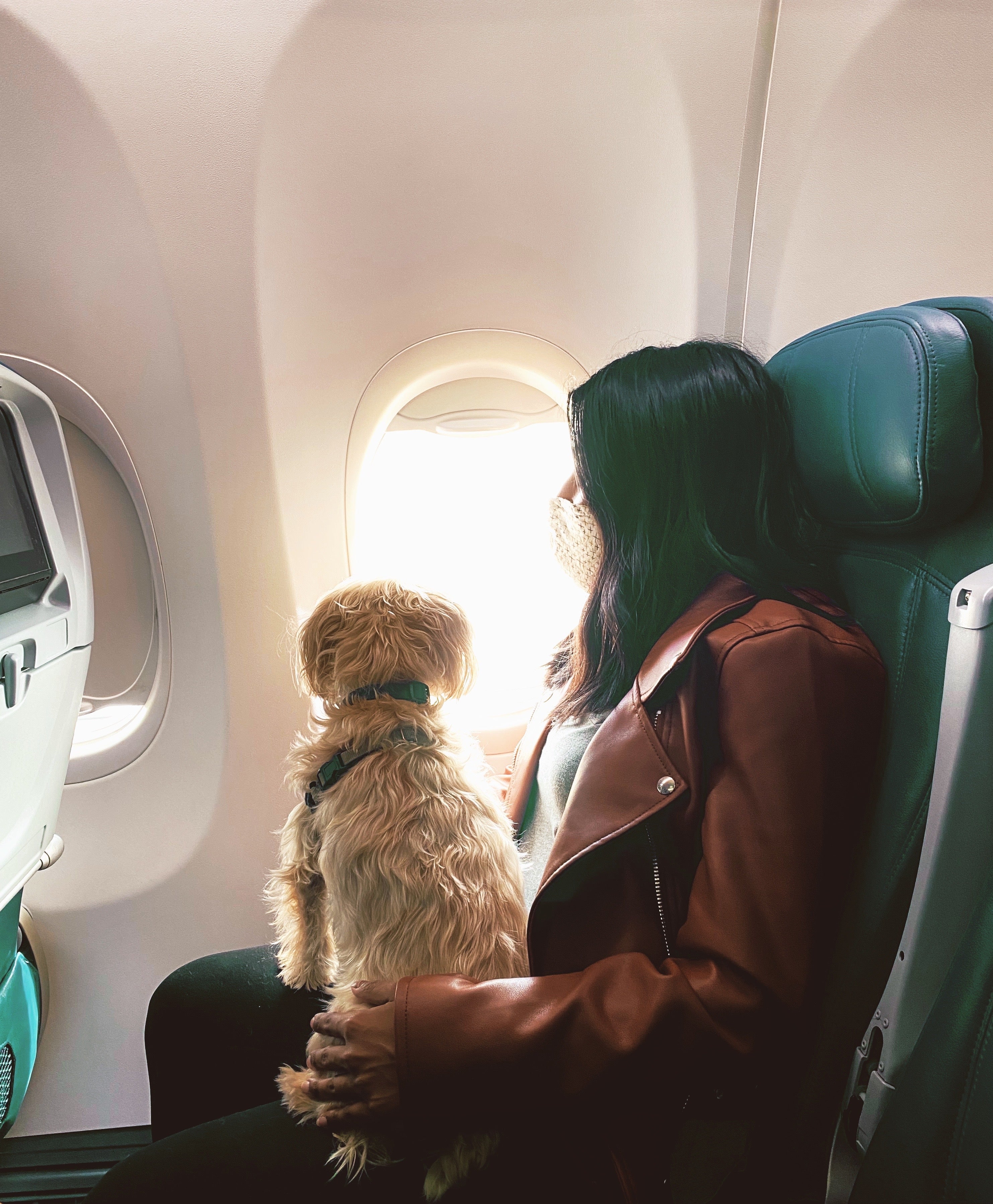 7 Keys to Train Your DDog to Love Their Crate: The Ultimate Guide