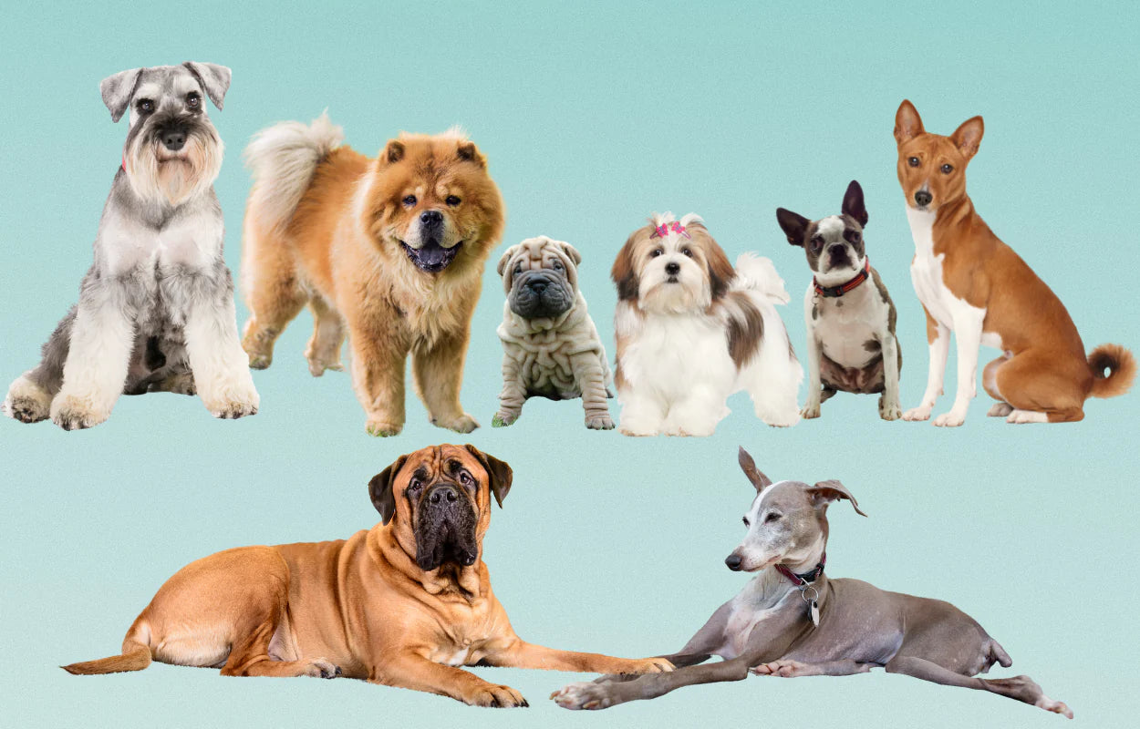 Best Dog Breeds for Busy People: Finding the Perfect Canine Companion