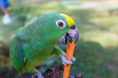 The Best Diet for Pet Birds: Why Carrots Should Be a Staple