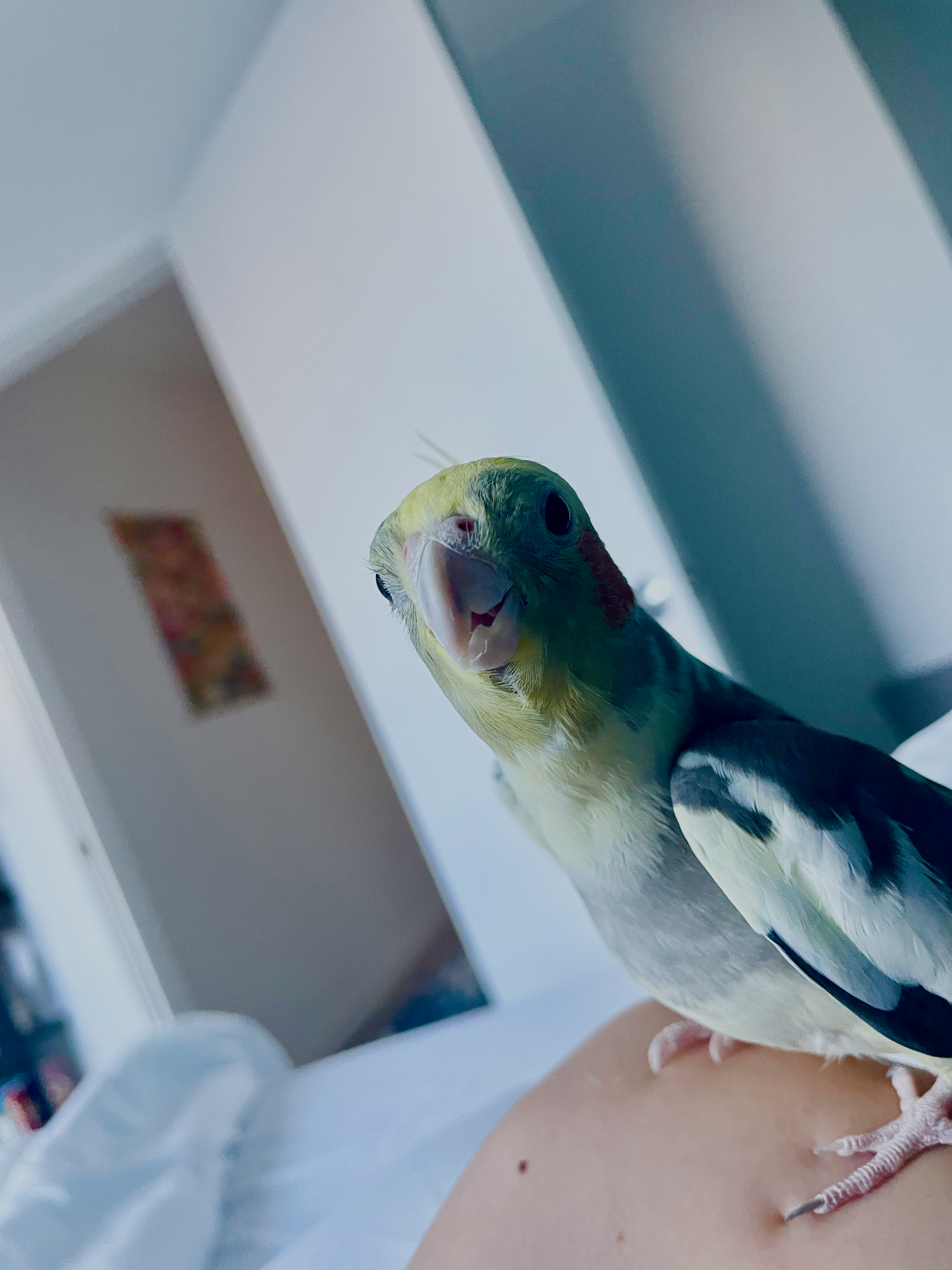 Are Birds Dinosaurs? The Shocking Scientific Truth [2024]