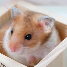 Hamster Mites: The Complete Guide to Identification, Treatment & Prevention