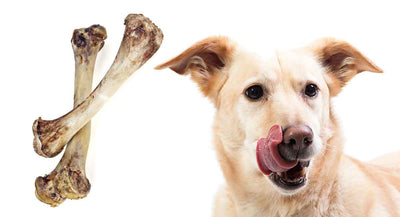 The Dangers of Feeding Your Pet Cooked Chicken Bones