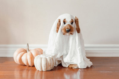 Spooktacular Halloween Deals for Your Furry Friends!