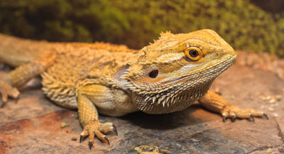 Why is important to keep your pet reptile warm?