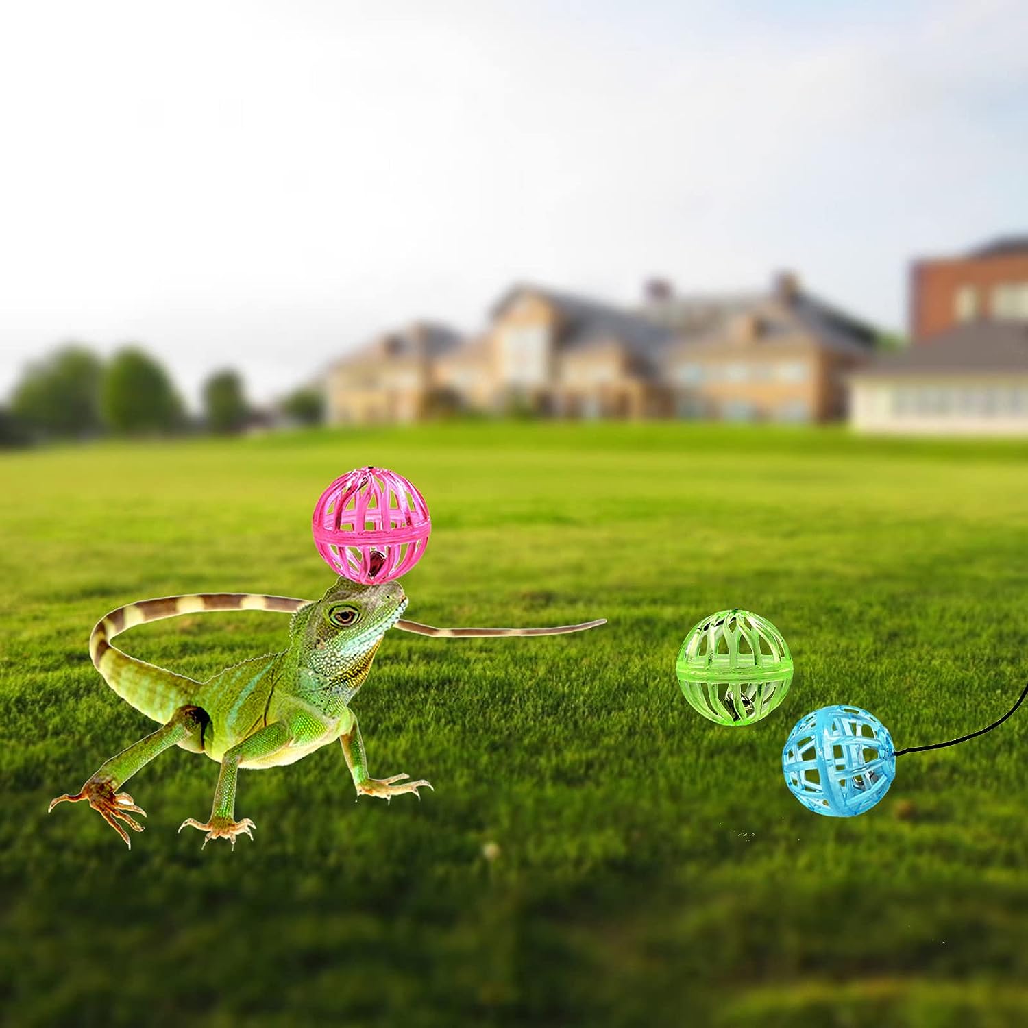 Reptile Lizard Toy Ball With Suction Cup And Rope - Tutuky
