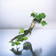 Amphibian & Reptile Corner Branch with Suction Cup - Resin Plant Decor for Terrariums - Tutuky