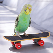 Bird Skateboard Toy - Tutuky